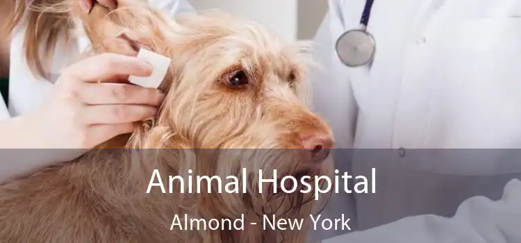 Animal Hospital Almond - New York
