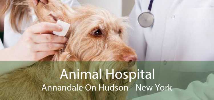 Animal Hospital Annandale On Hudson - New York