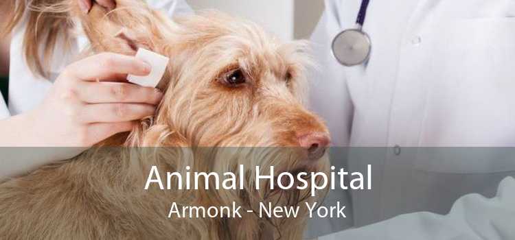Animal Hospital Armonk - New York