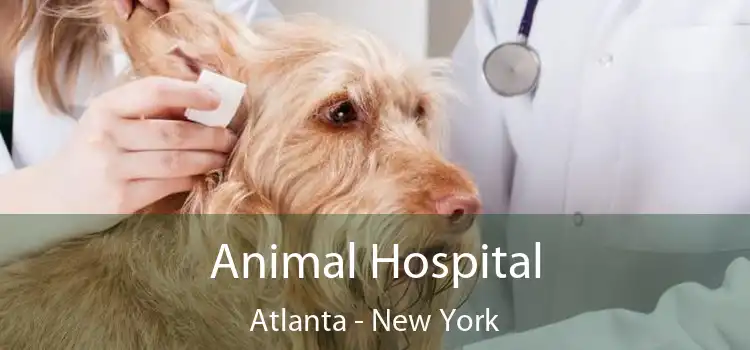 Animal Hospital Atlanta - New York