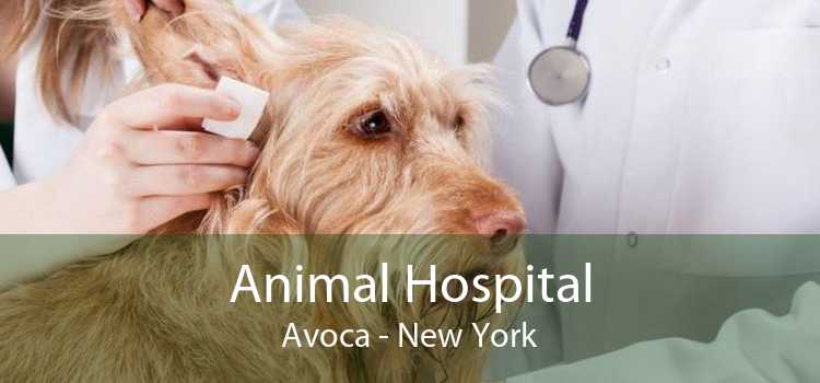 Animal Hospital Avoca - New York
