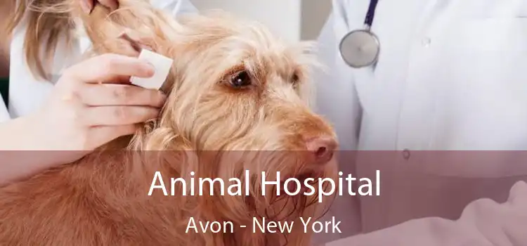 Animal Hospital Avon - New York