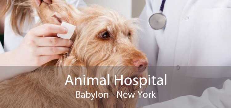 Animal Hospital Babylon - New York
