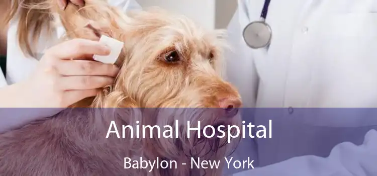 Animal Hospital Babylon - New York