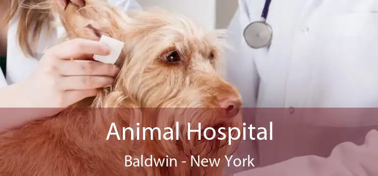 Animal Hospital Baldwin - New York