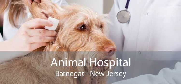 Animal Hospital Barnegat - New Jersey