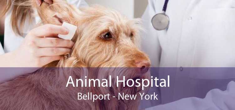 Animal Hospital Bellport - New York