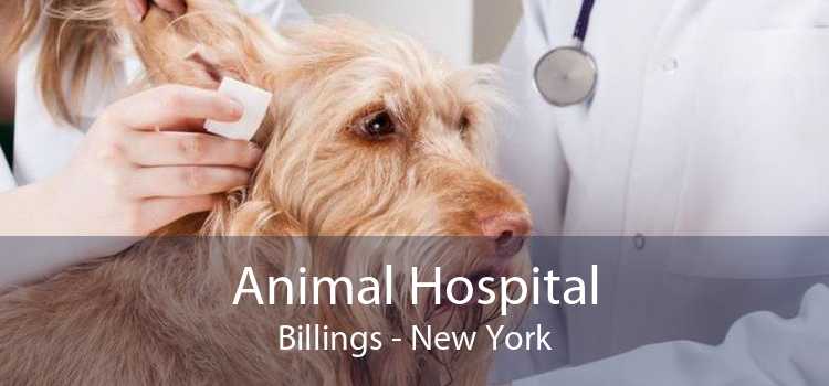 Animal Hospital Billings - New York