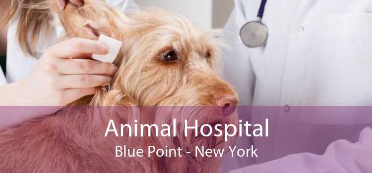 Animal Hospital Blue Point - New York
