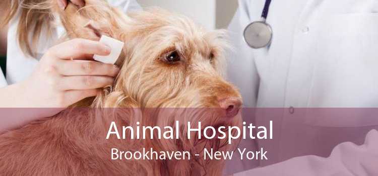 Animal Hospital Brookhaven - New York