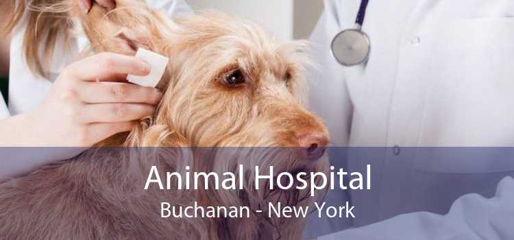 Animal Hospital Buchanan - New York