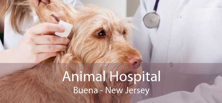 Animal Hospital Buena - New Jersey