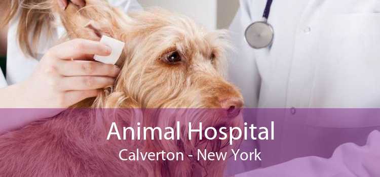 Animal Hospital Calverton - New York
