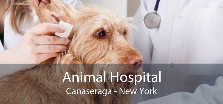 Animal Hospital Canaseraga - New York