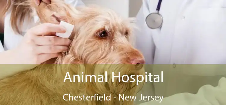 Animal Hospital Chesterfield - New Jersey