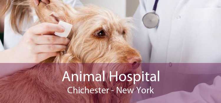 Animal Hospital Chichester - New York