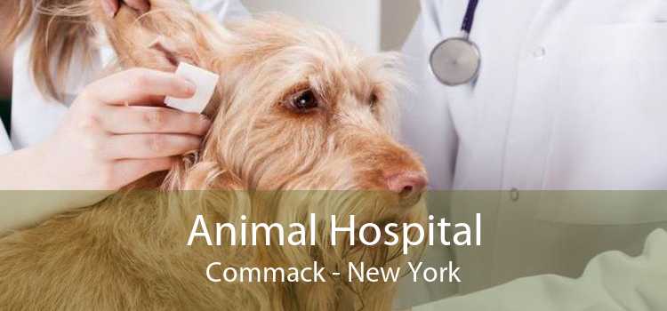 Animal Hospital Commack - New York