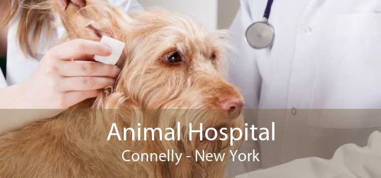 Animal Hospital Connelly - New York