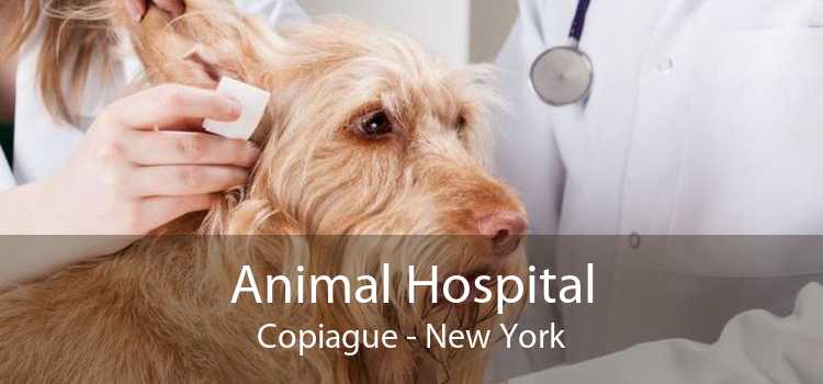 Animal Hospital Copiague - New York
