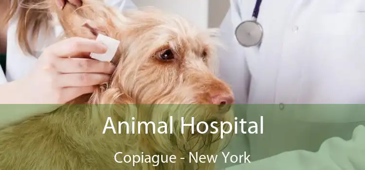 Animal Hospital Copiague - New York