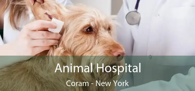 Animal Hospital Coram - New York
