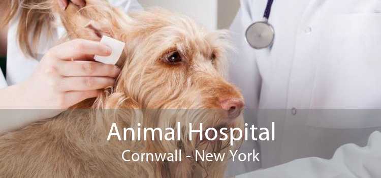 Animal Hospital Cornwall - New York