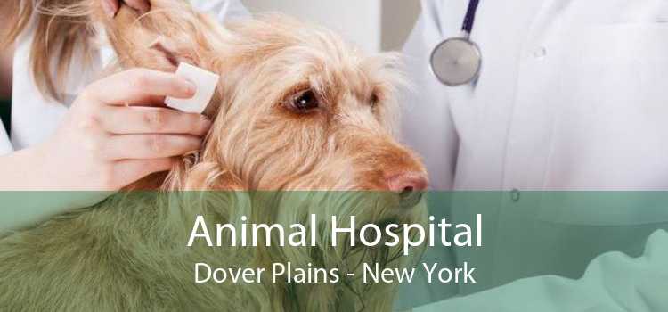 Animal Hospital Dover Plains - New York