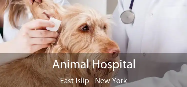 Animal Hospital East Islip - New York