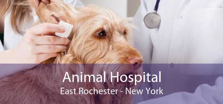 Animal Hospital East Rochester - New York