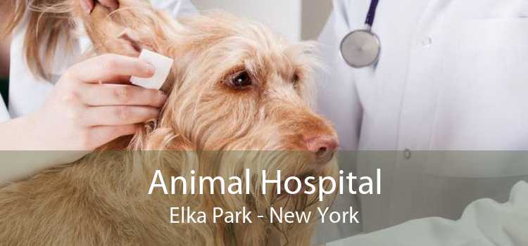 Animal Hospital Elka Park - New York