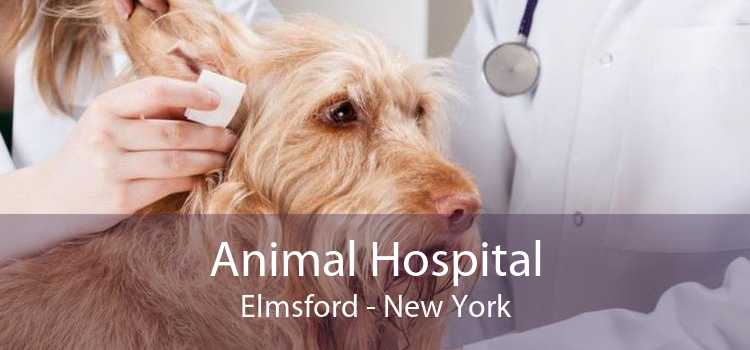 Animal Hospital Elmsford - New York