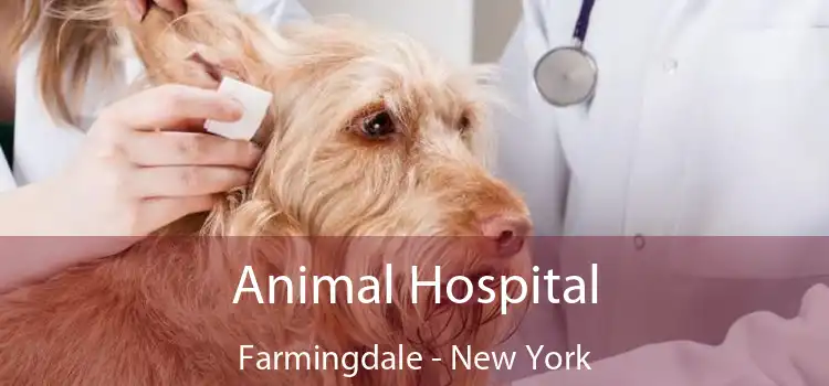 Animal Hospital Farmingdale - New York