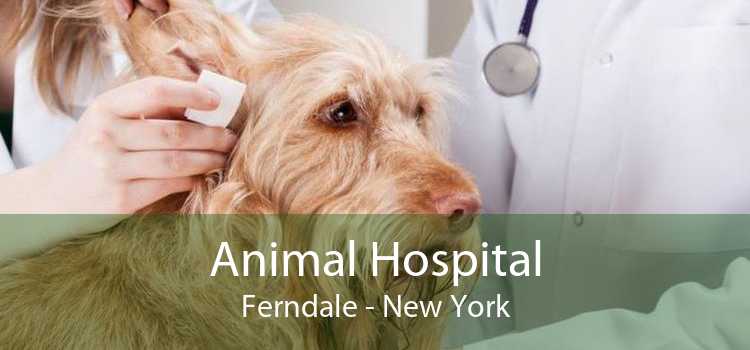 Animal Hospital Ferndale - New York