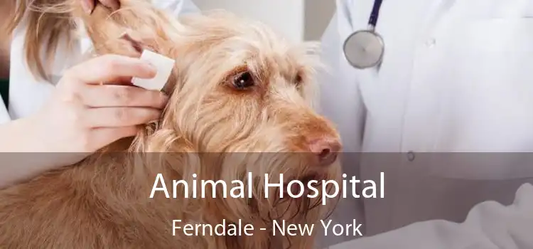 Animal Hospital Ferndale - New York