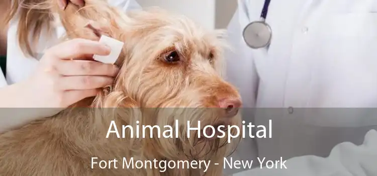 Animal Hospital Fort Montgomery - New York