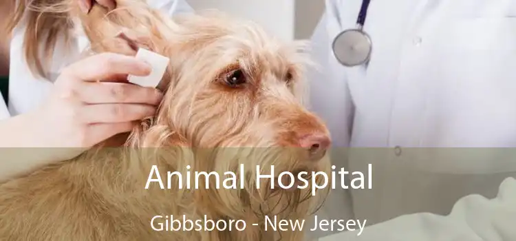 Animal Hospital Gibbsboro - New Jersey