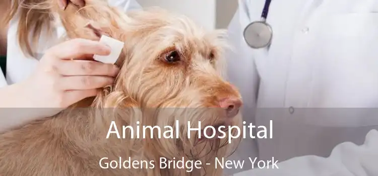 Animal Hospital Goldens Bridge - New York