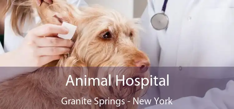 Animal Hospital Granite Springs - New York