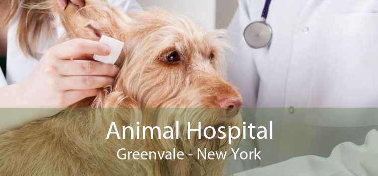 Animal Hospital Greenvale - New York