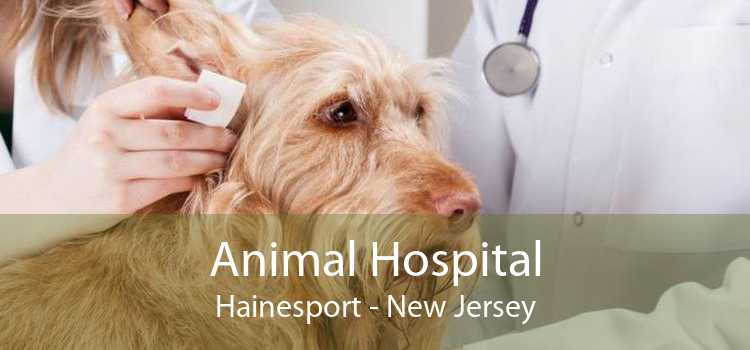 Animal Hospital Hainesport - New Jersey