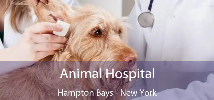 Animal Hospital Hampton Bays - New York