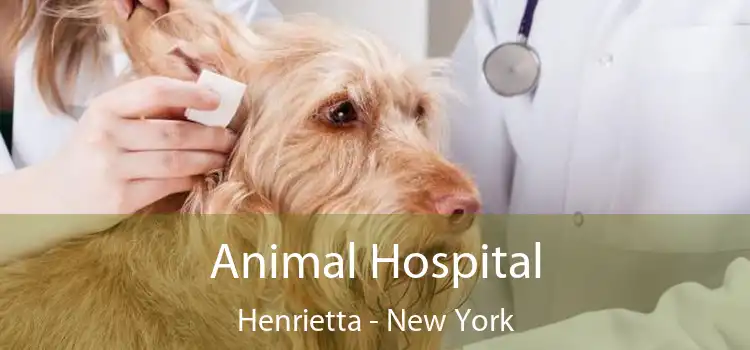 Animal Hospital Henrietta - New York