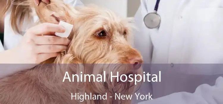 Animal Hospital Highland - New York
