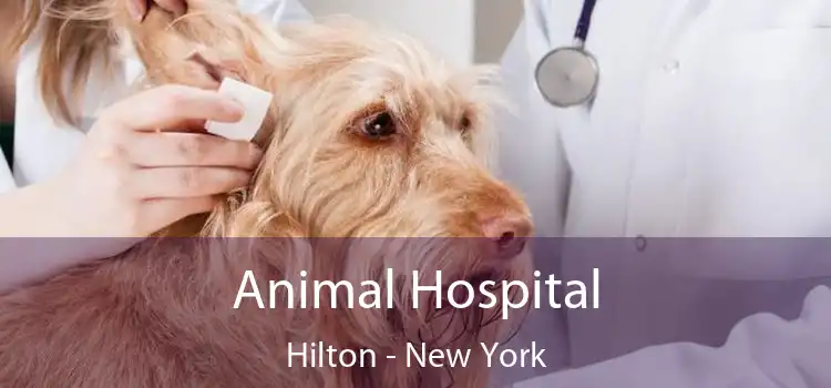 Animal Hospital Hilton - New York