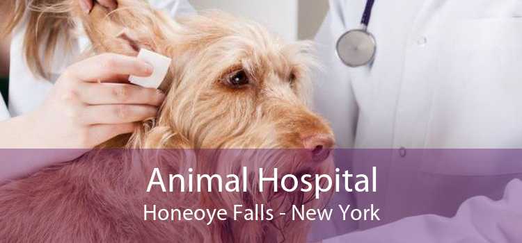 Animal Hospital Honeoye Falls - New York