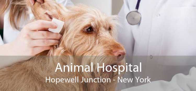 Animal Hospital Hopewell Junction - New York