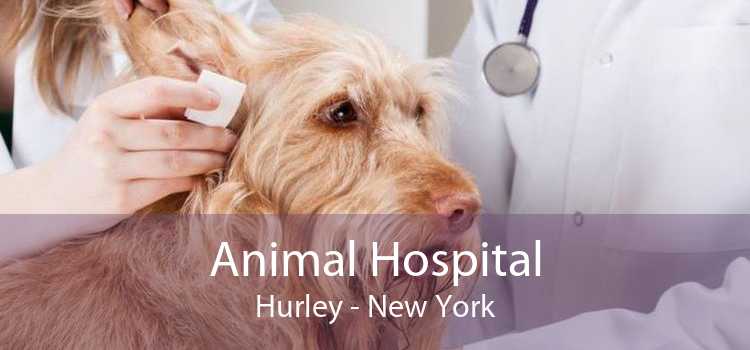 Animal Hospital Hurley - New York