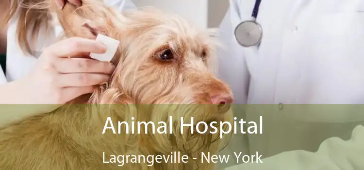 Animal Hospital Lagrangeville - New York