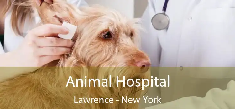 Animal Hospital Lawrence - New York