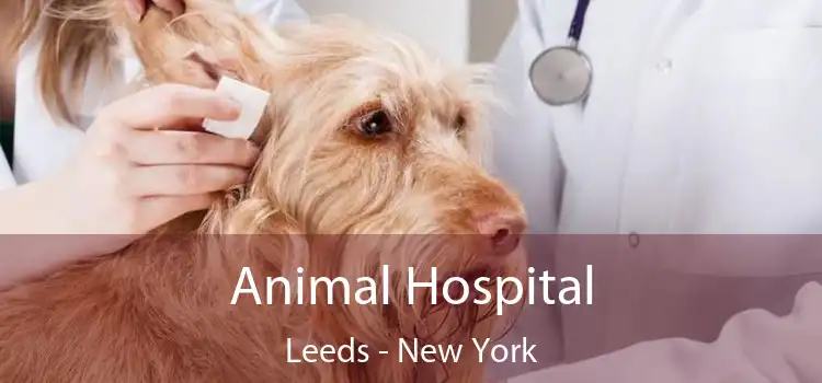 Animal Hospital Leeds - New York